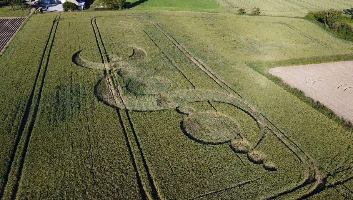 Le crop circle, ou agrogramme, découvert au lieu-dit la Manchoiserie, mesure 70 mètres de long. - Thomas Onfroy