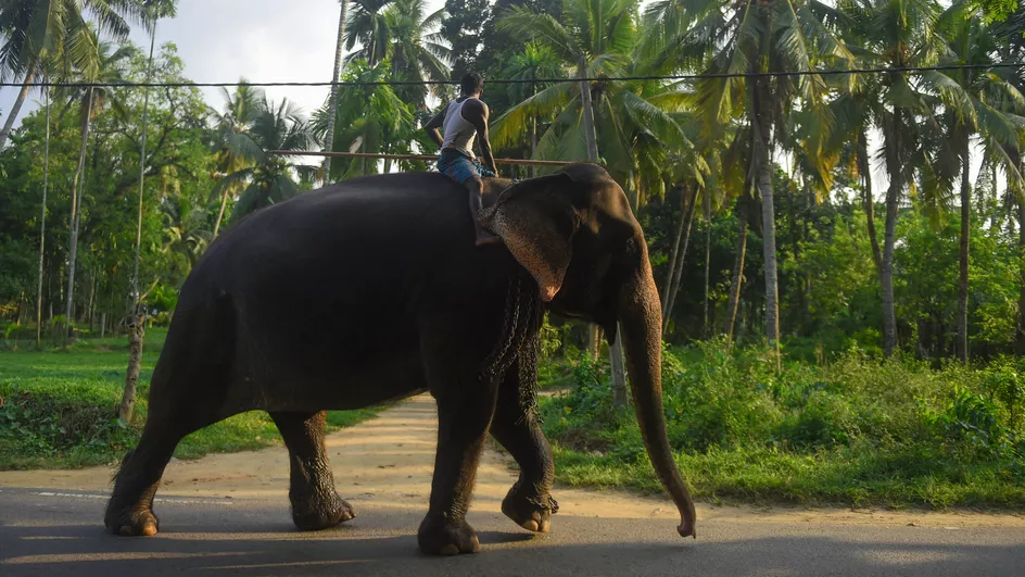 Un homme sur un éléphant au Sri Lanka, le 25 février 2019. ISHARA S. KODIKARA / AFP