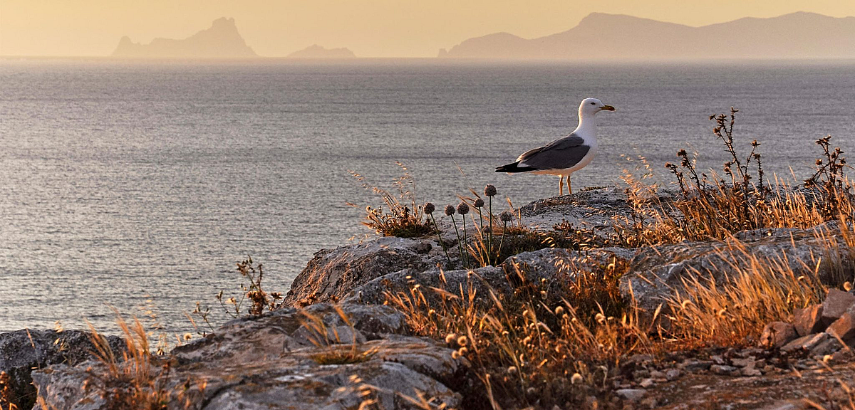 Yellow-legged gulls play a long-overlooked role in a Mediterranean archipelago: they carry olives far and wide