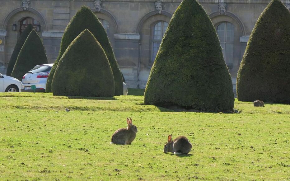 Des lapins gambadent aux Invalides sur les pelouses, côté rue de Grenelle