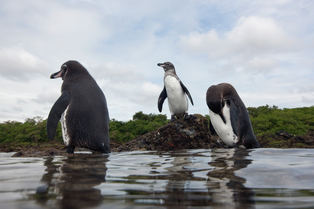 Pingouins sur une plage de l’île d’Isabela aux Galapagos OLIVIER BORN / Biosphoto / Biosphoto via AFP
